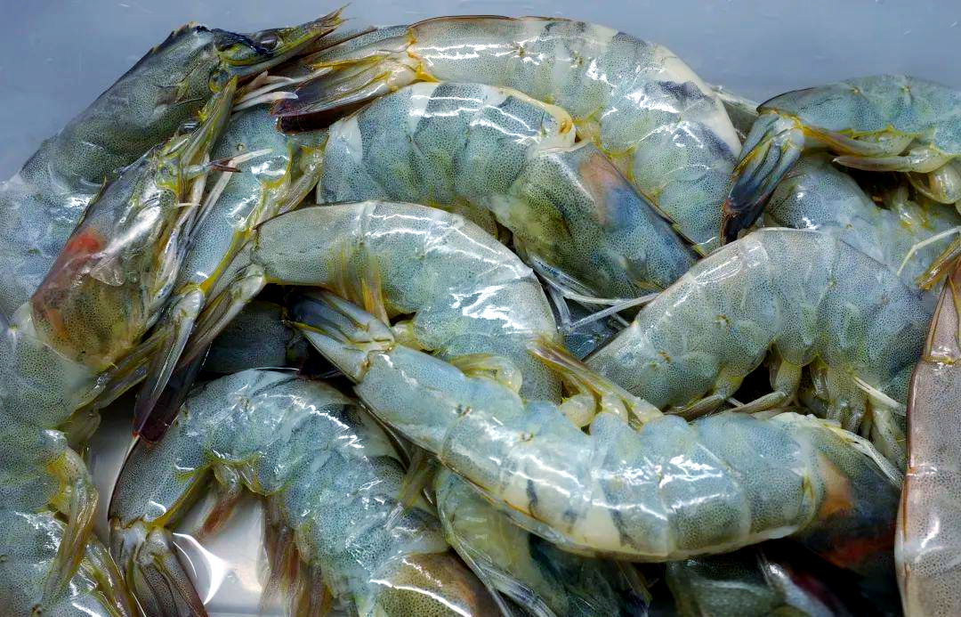 淡水养殖对虾时,必须高度重视水质管理,科学投喂饲料以及有效防治病害