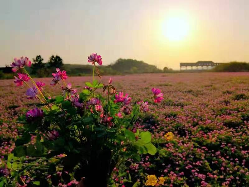 道林靳江河畔的花田美事