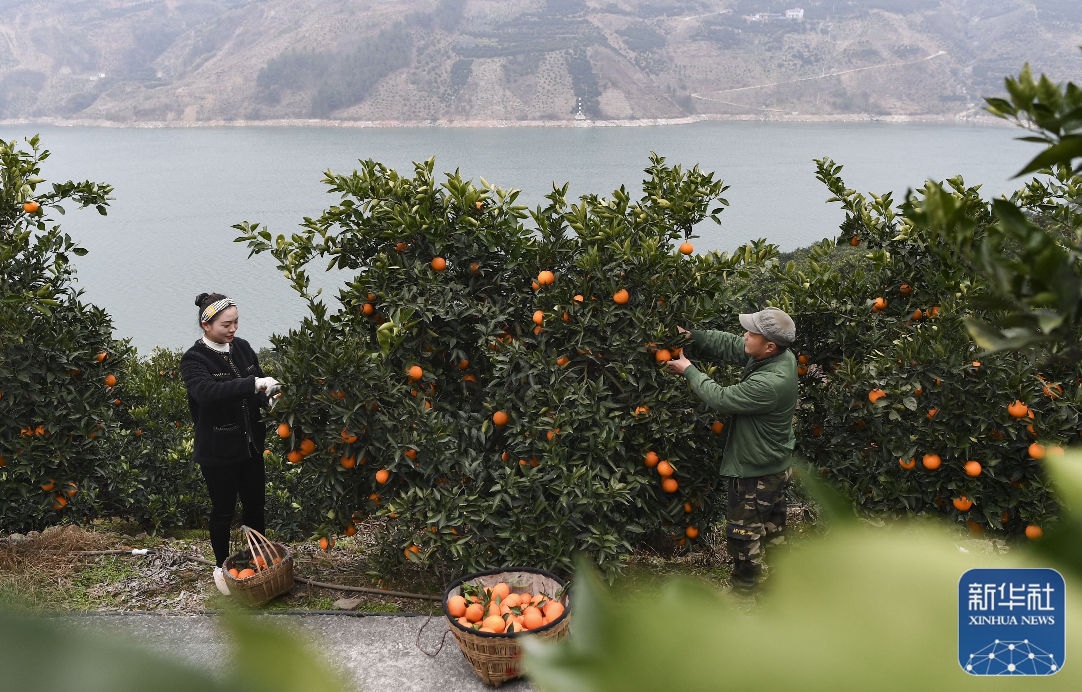 重庆奉节脐橙迎丰收