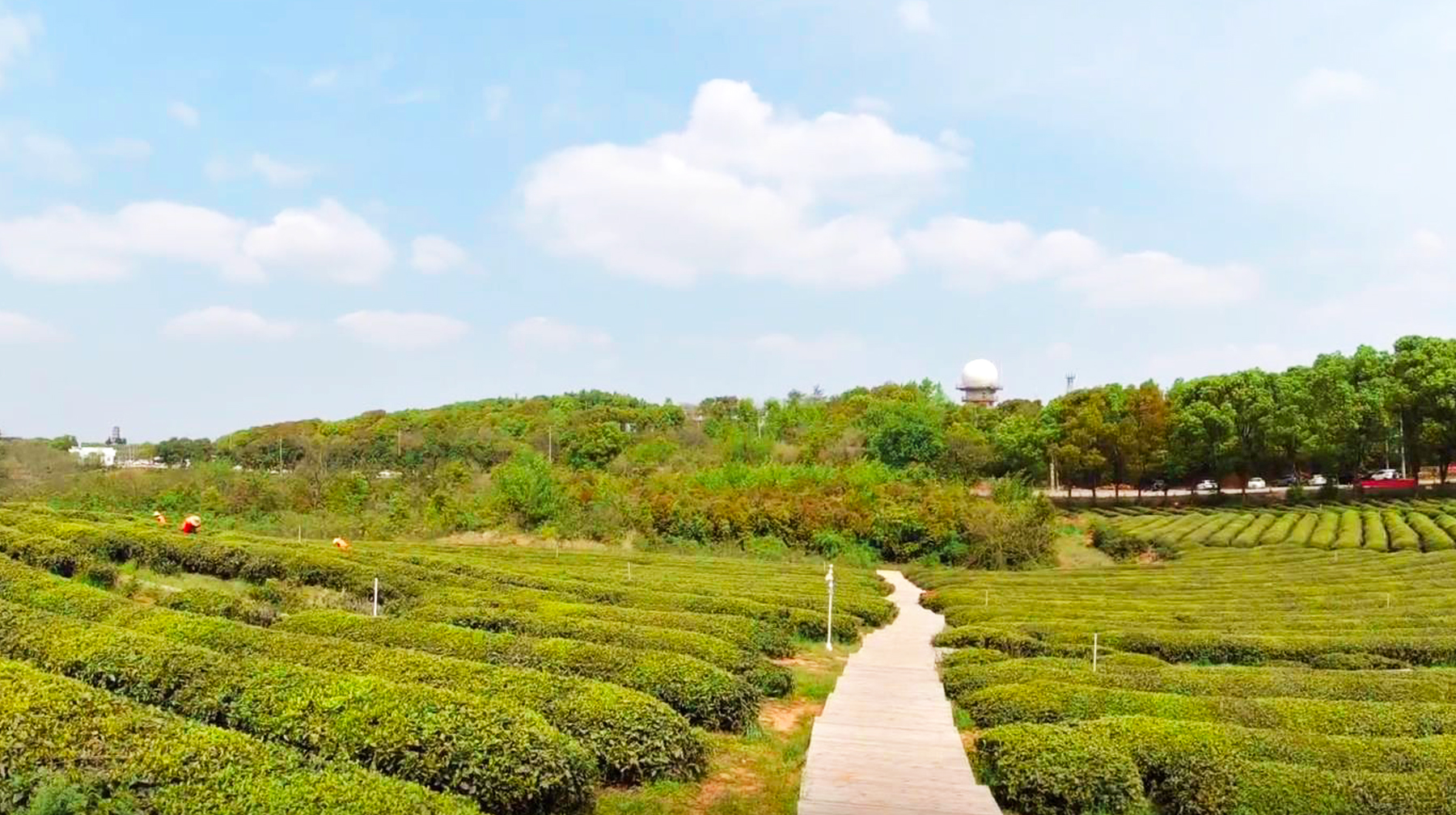 春到武汉寻茶香,随拍东西湖区柏泉茶园,一碧千里景色秀美