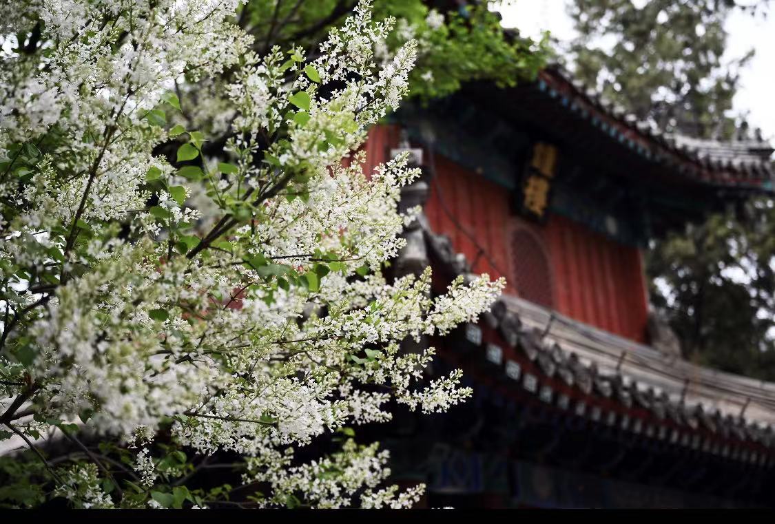云游四方|去戒台寺,圆明园踏青,200年古丁香正盛开