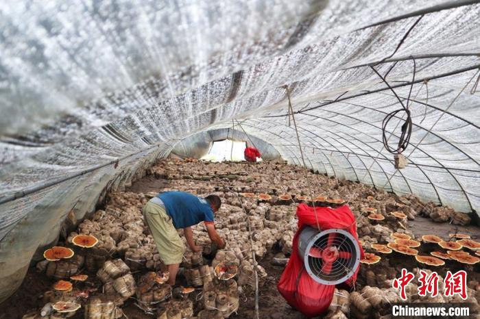 直击洪水过后的吉林"木耳小镇":忙碌中重建生活