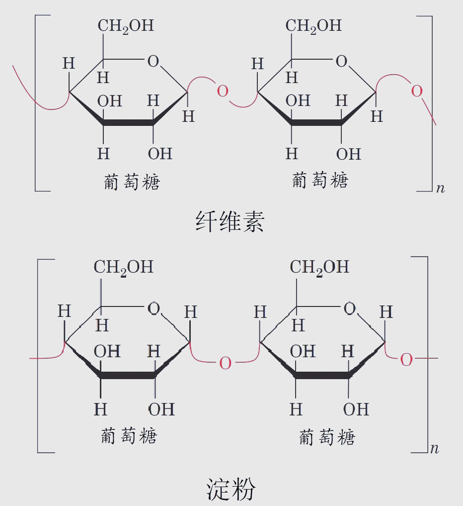 细胞内糖类的结构与功能:元素组成,多糖种类及肌糖原分解