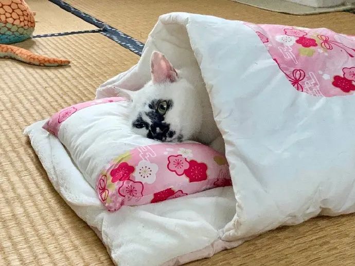 猫咪的冬天就该这么过!