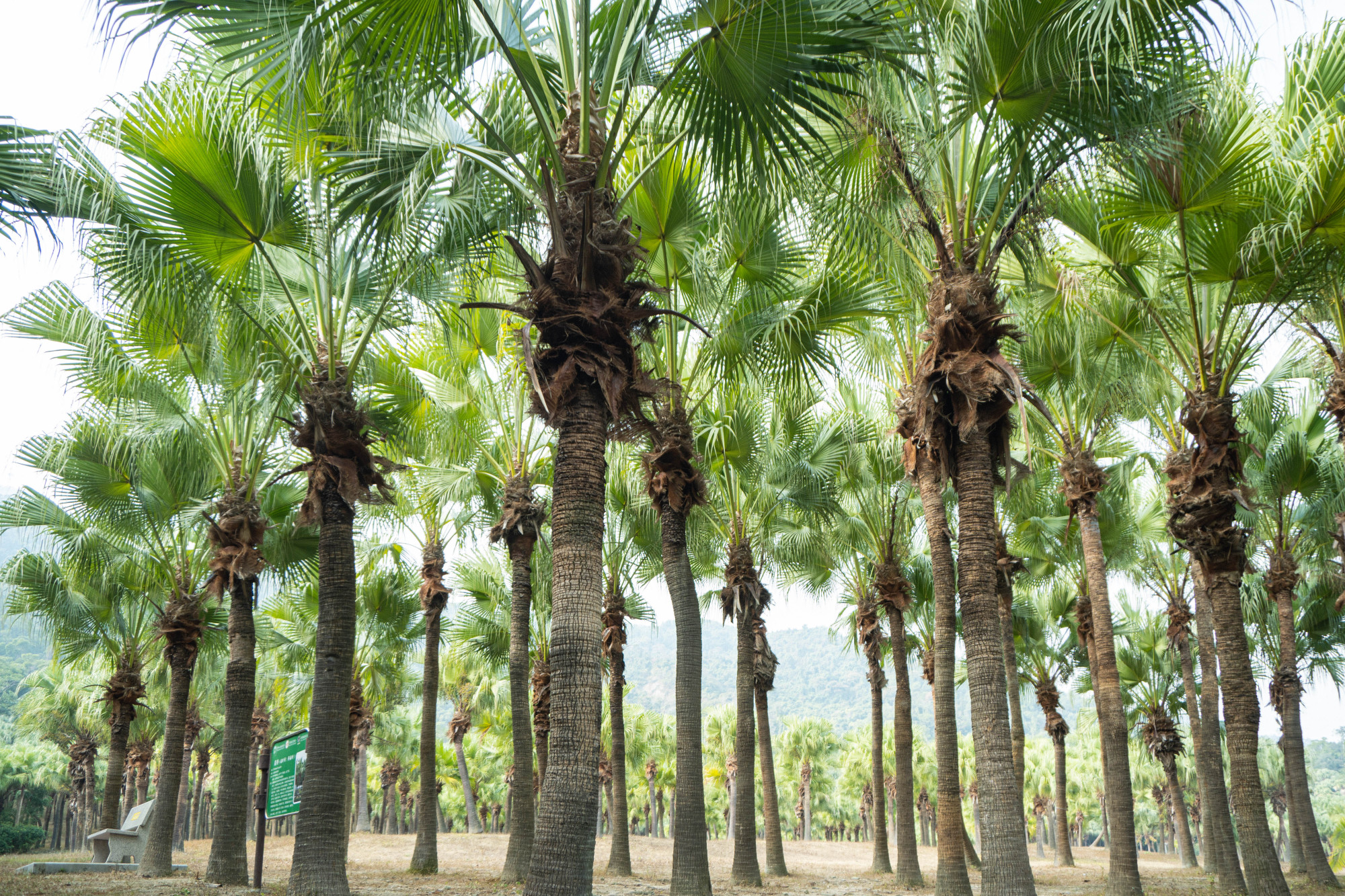 「新会旅游」带你玩转葵博园:传统和创新结合,散发出别样魅力!