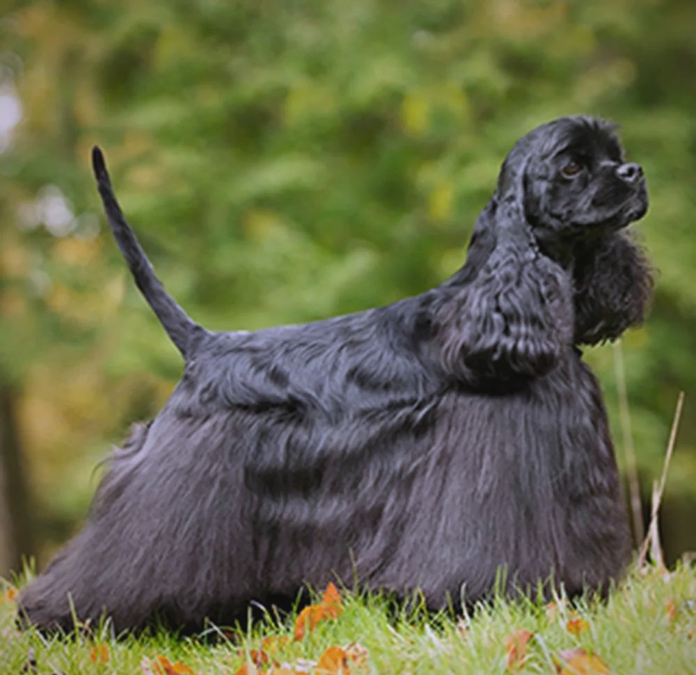 美国可卡犬:展现迷人风采的猎犬新宠!