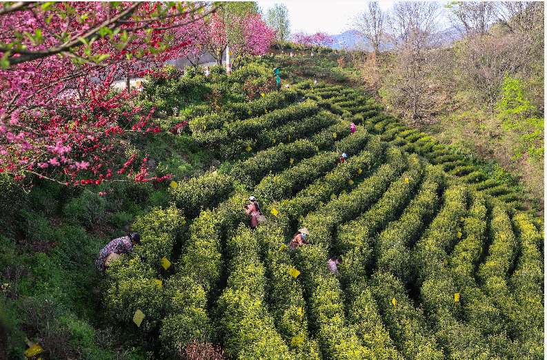 河南商城:黄金茶香满园春