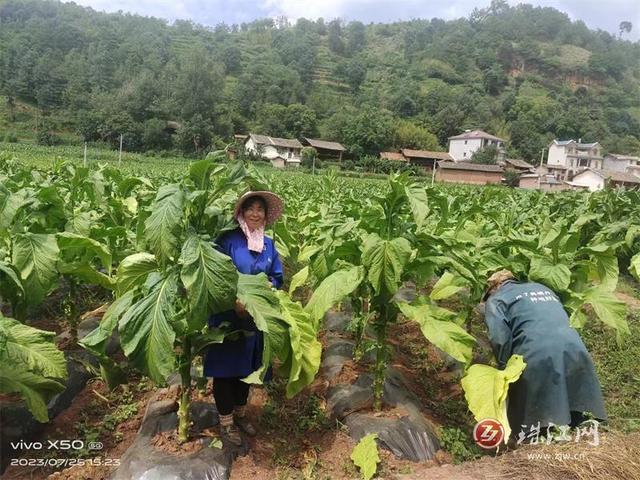 會澤縣田壩鄉烤煙烘烤拉開序幕