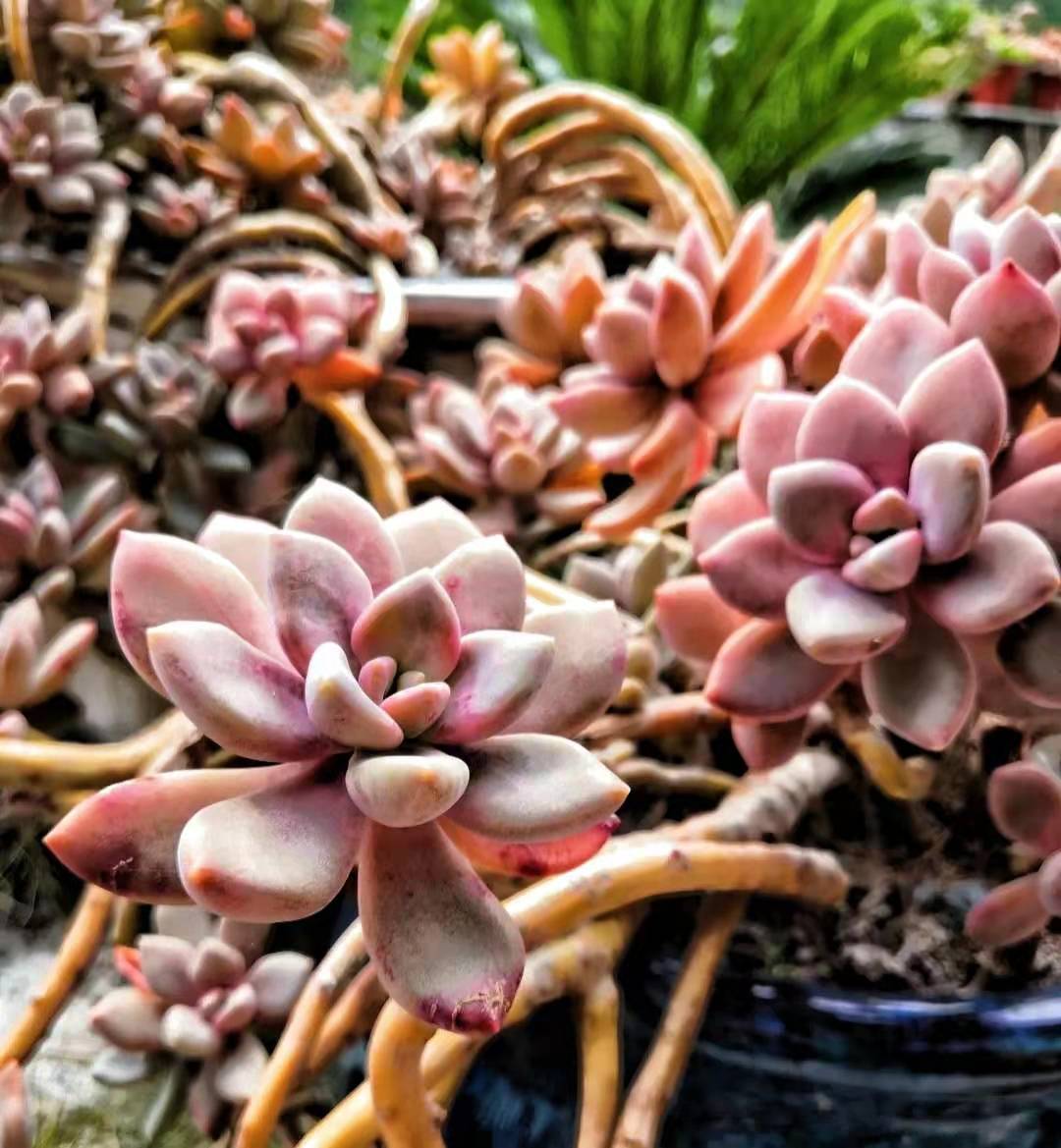 浙江网友纯露养的"冬美人"老桩,这个状态实在太惊艳了