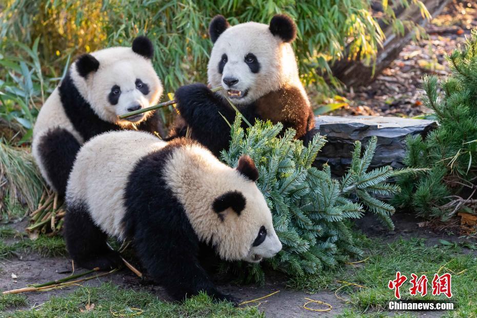 柏林动物园:旅德大熊猫一家在柏林欢度圣诞节