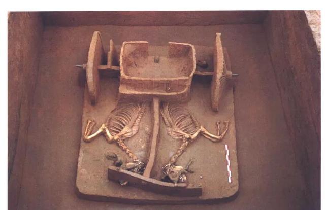 谷飞:山东滕州前掌大遗址出土车马葬研究