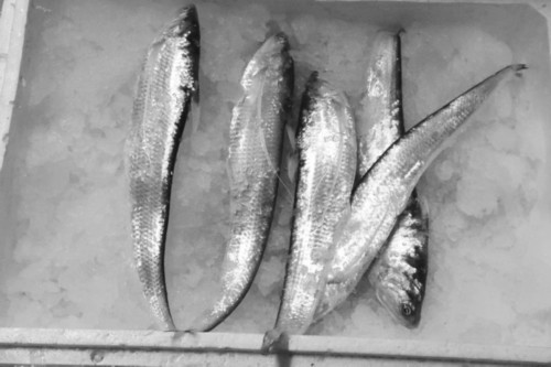 400元一斤的海刀鱼 提前上市,为何遭冷遇