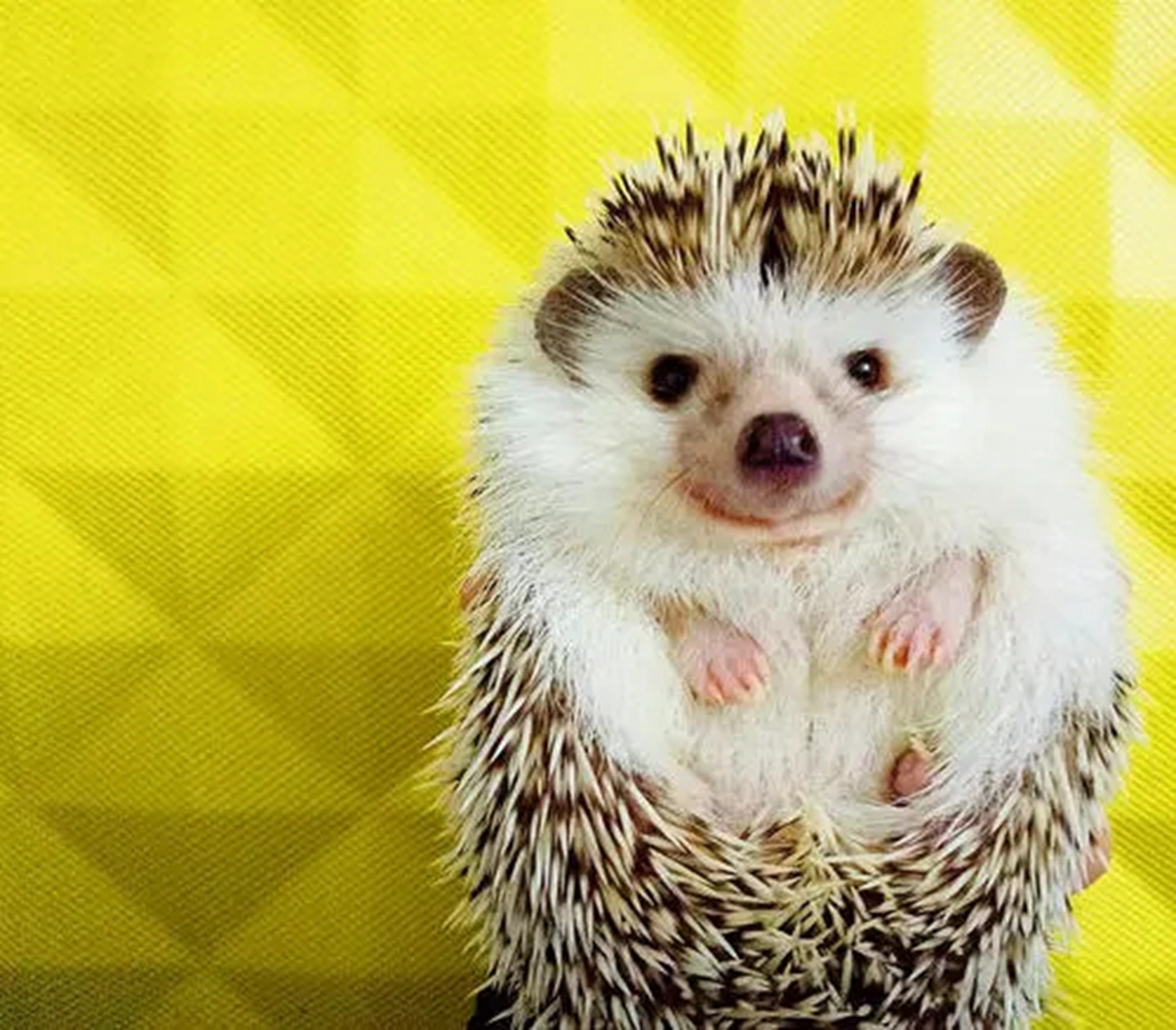 刺猬会咬人吗?它们多久洗一次澡?