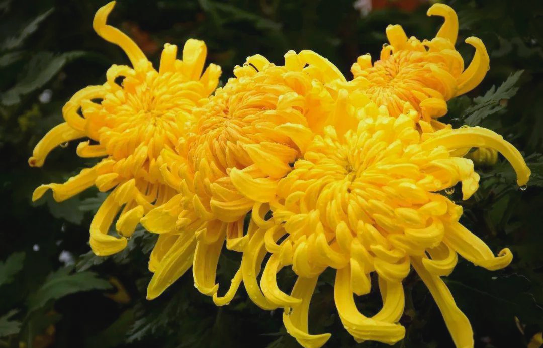 清雅菊花,淡香远播