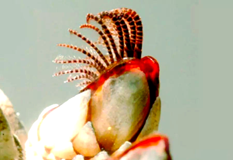 中华鱼蚤与锦鲤的相遇:如何应对寄生虫的威胁?