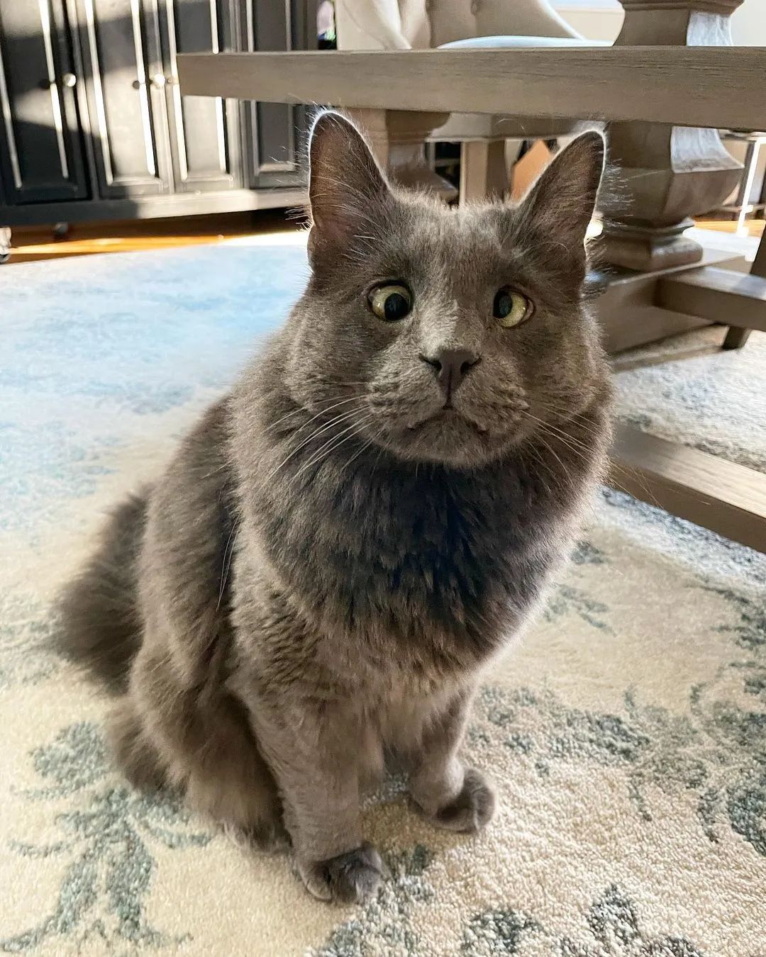 好潦草的一只对眼喵,这只喵界清流竟也能靠颜值杀出属于自己的网红路!