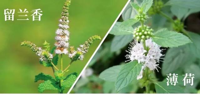 《神农识药》发散风寒药之香花菜