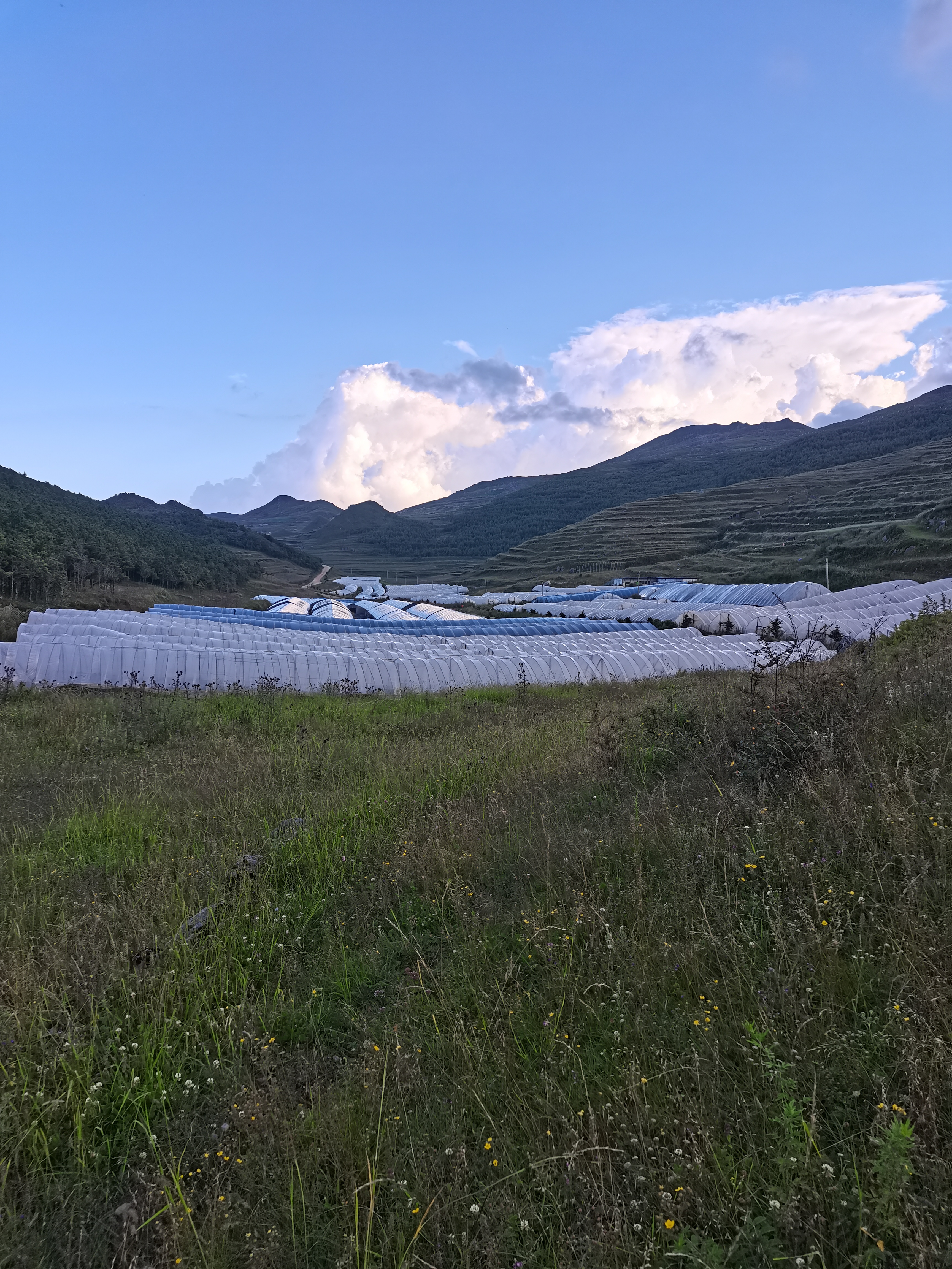 川贝母苗哪里有卖?