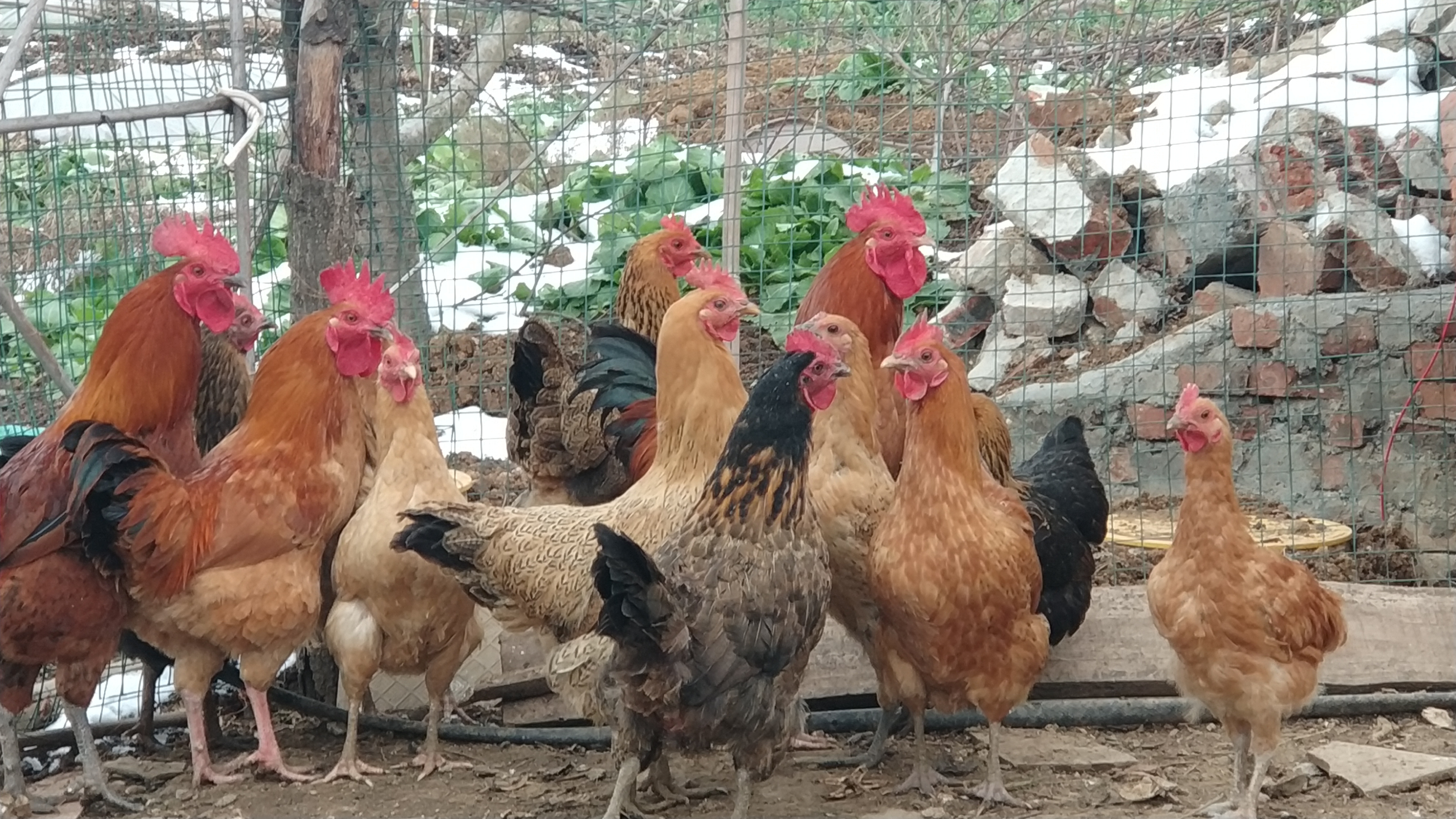 散养鸡的养殖方法,如何散养鸡呢?