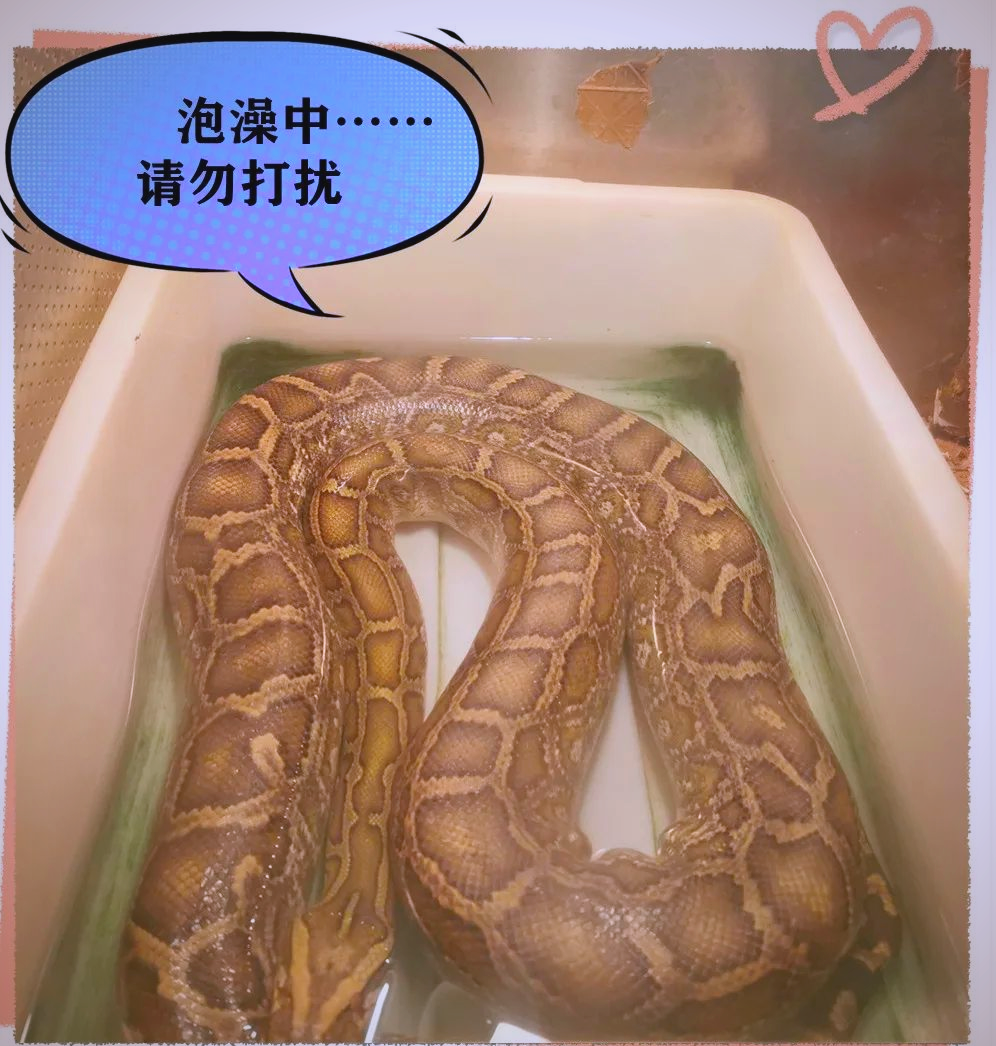 黄金蟒:蛇中的"温柔派",珍贵且独特