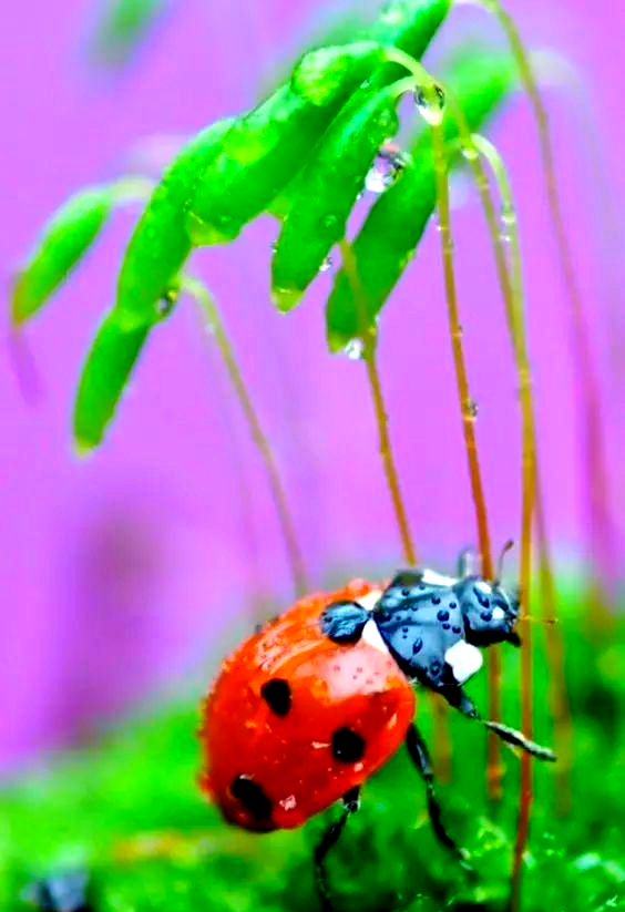 七星瓢虫:美如画的小精灵,守护自然的小英雄