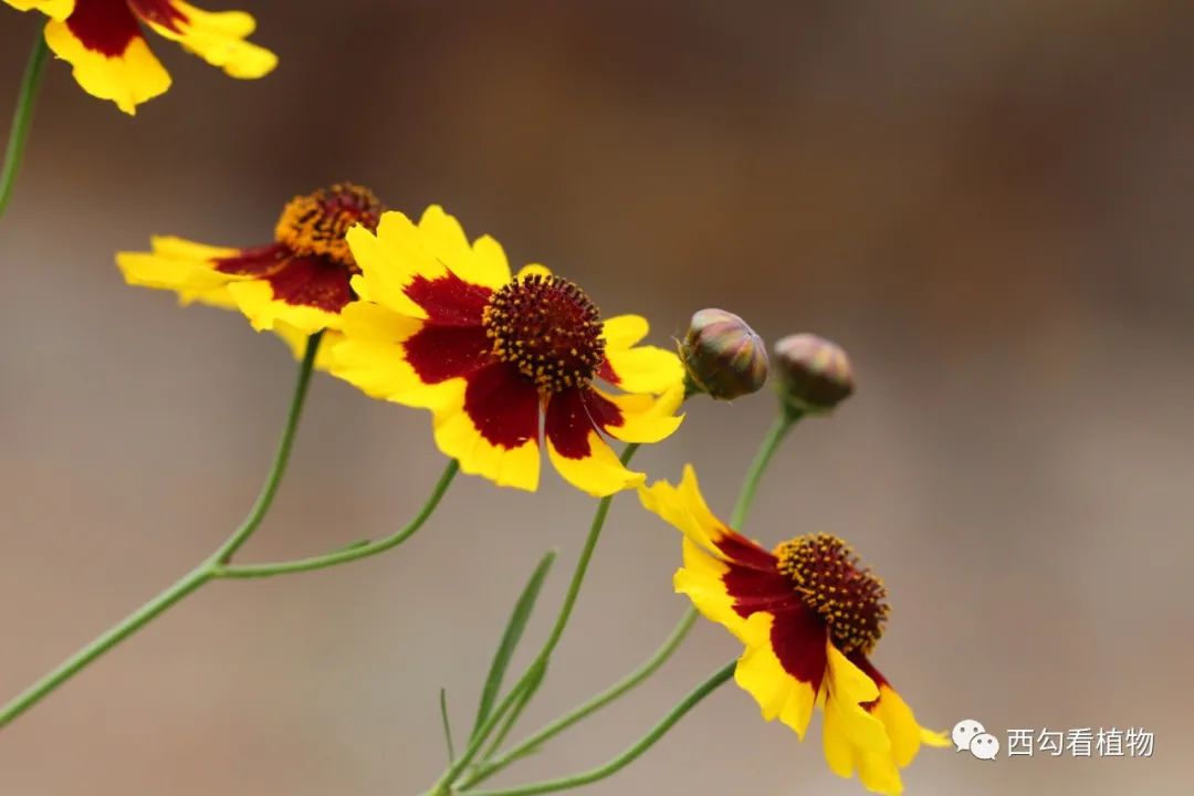 兩色金雞菊 coreopsis tinctoria