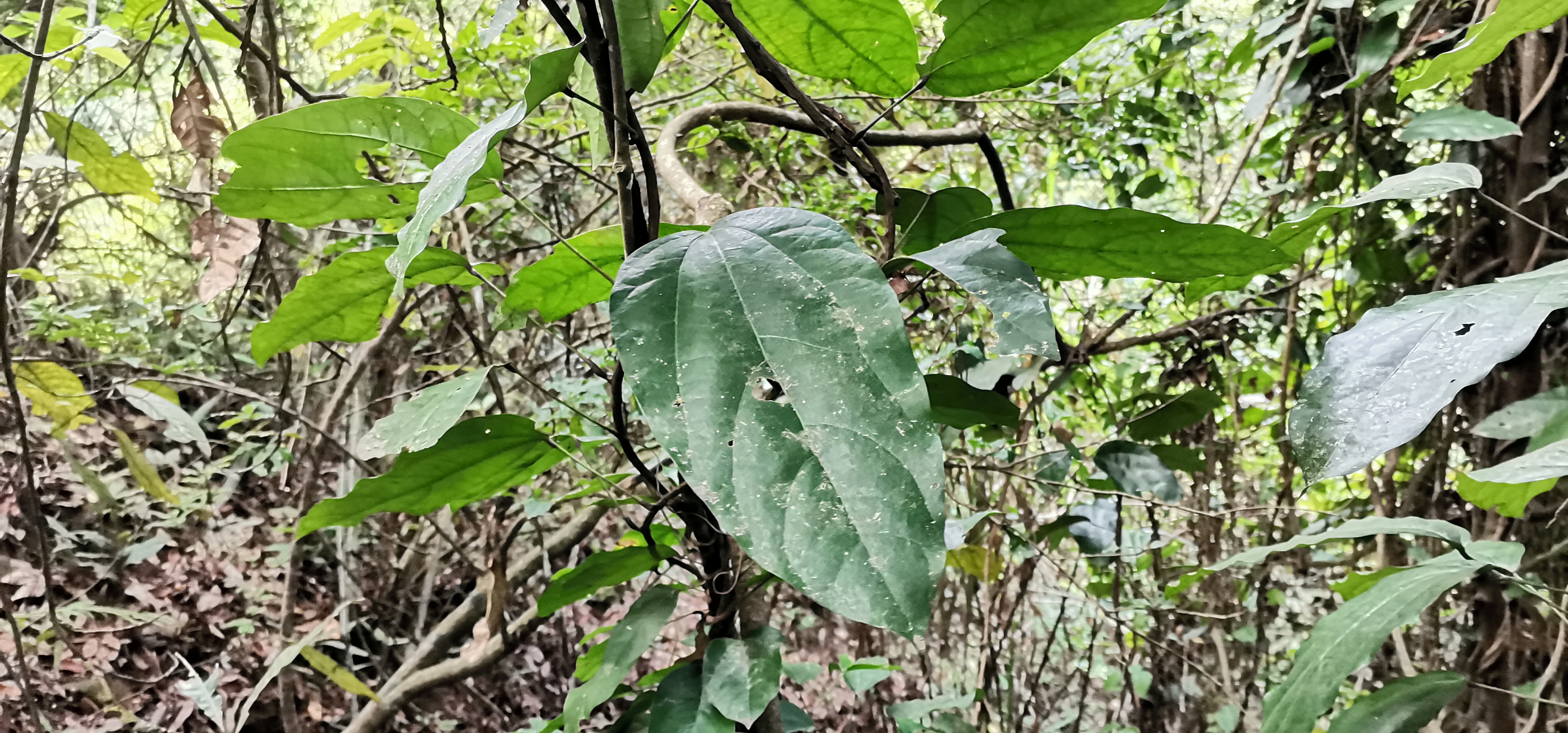 黄藤又名土黄连,黄连藤等,颜色黄的很正