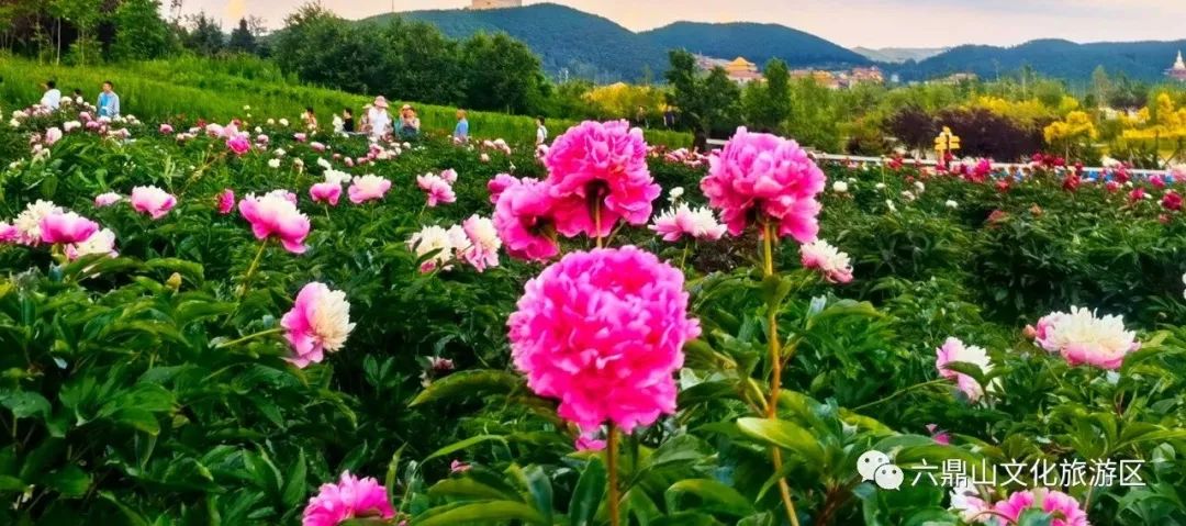 「水木清华·花影荡漾」宁夏傍晚 花海相约