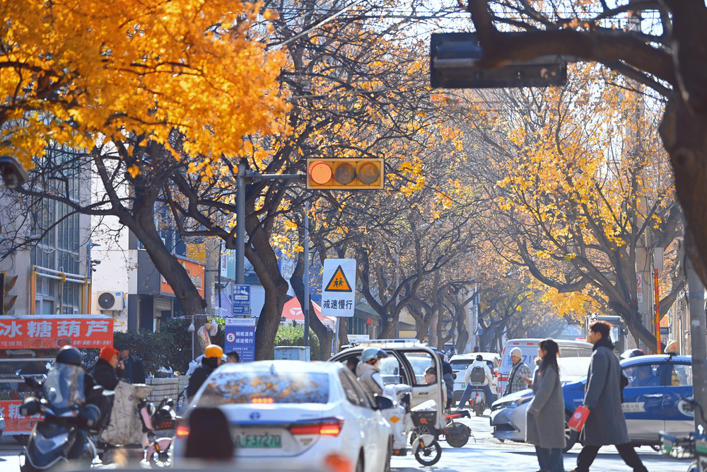 济南纬三路上演最美"枫叶大道"