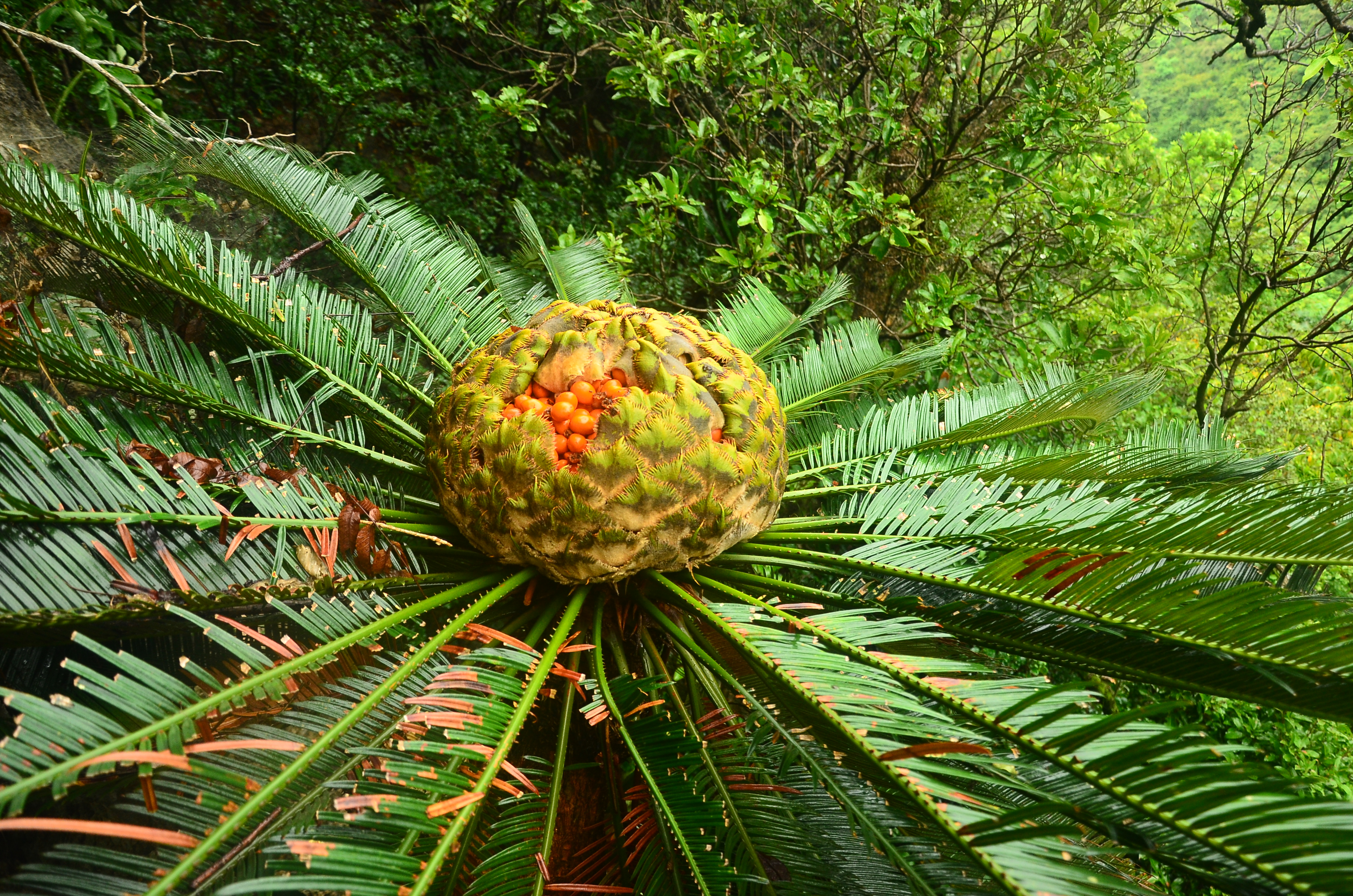 云南省极小种群野生植物:灰干苏铁