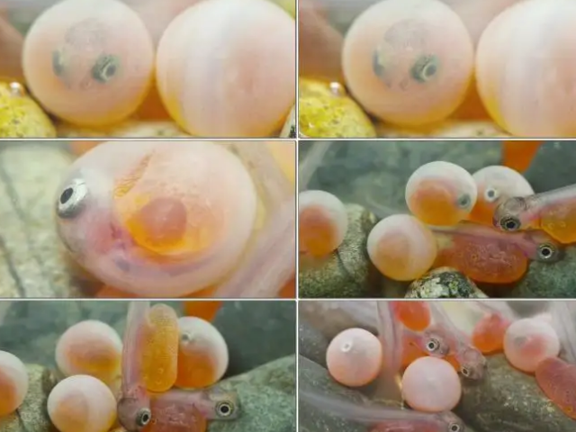 动物卵卵生图片