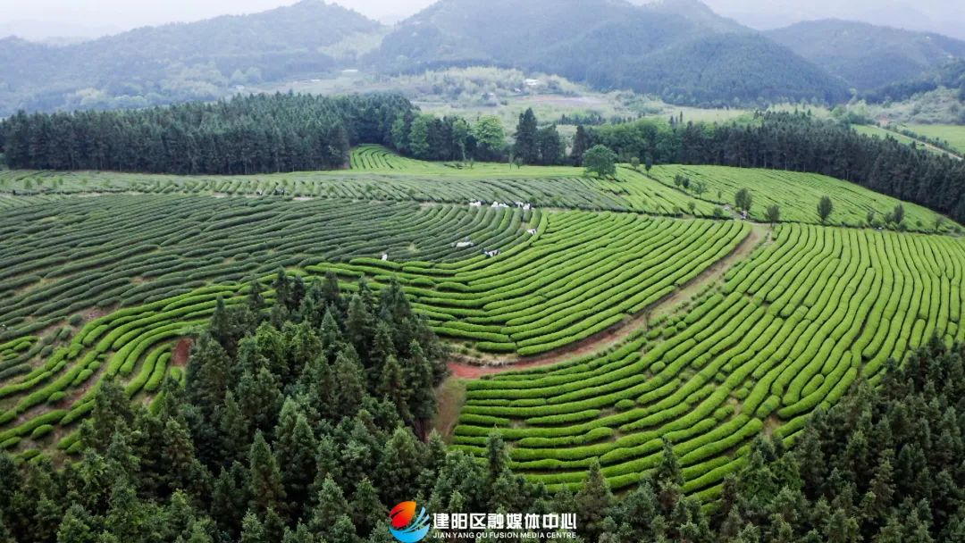 建阳水吉镇:茶盏旅融合促振兴