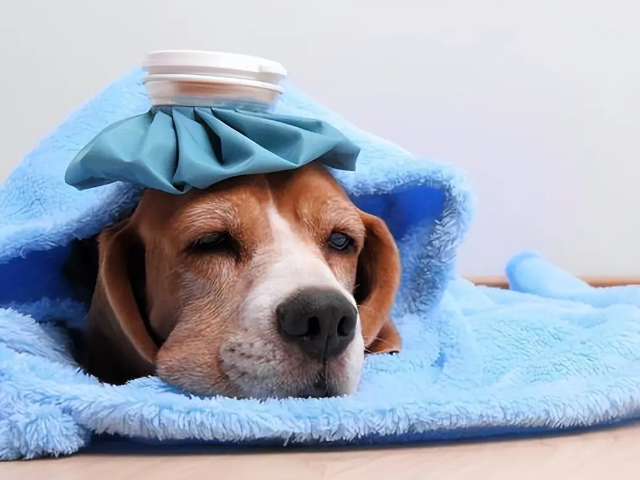 狗狗发烧的原因?