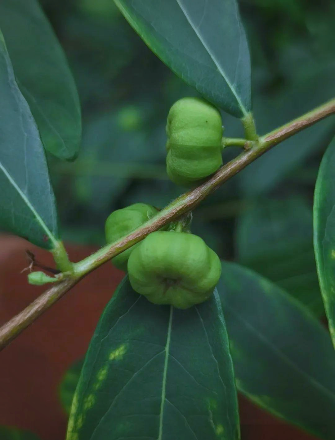 算盘子:一种果实丰富的灌木,广泛分布于我国各地