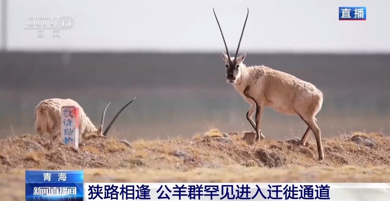 藏羚羊迁徙进行时!"高原精灵"踏上产仔之路