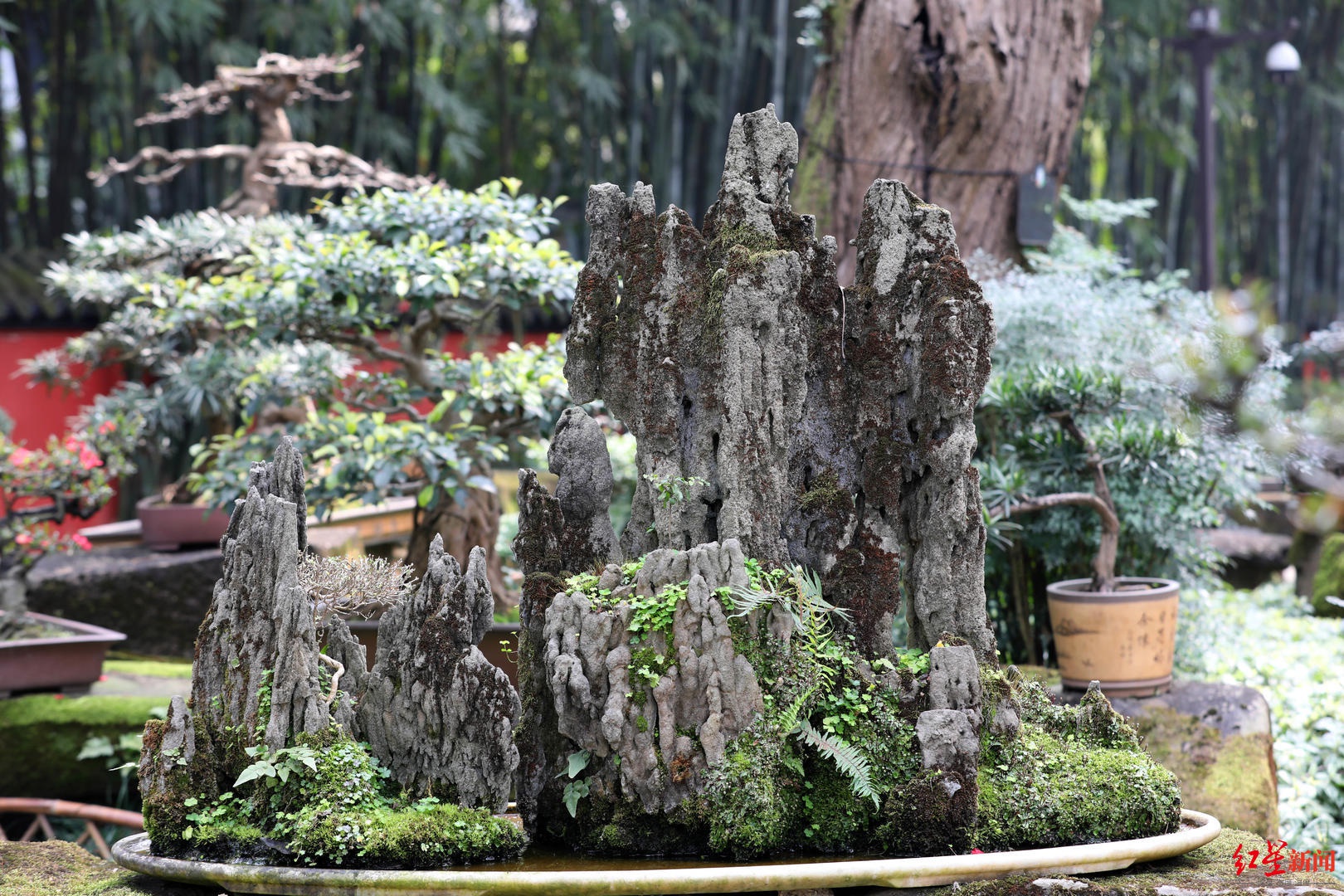 川派盆景非遺傳承人:讓盆景提升公園城市的生活美學