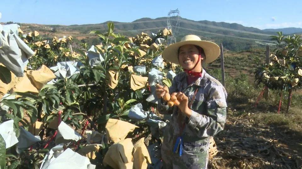 楚雄大姚:红土地上结出"致富果"