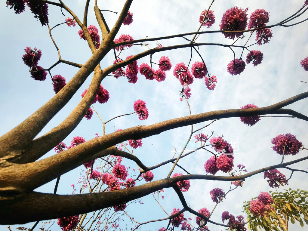 紫花风铃木花开!广州这湖边"粉紫"一片,有山水相伴,浪漫美丽