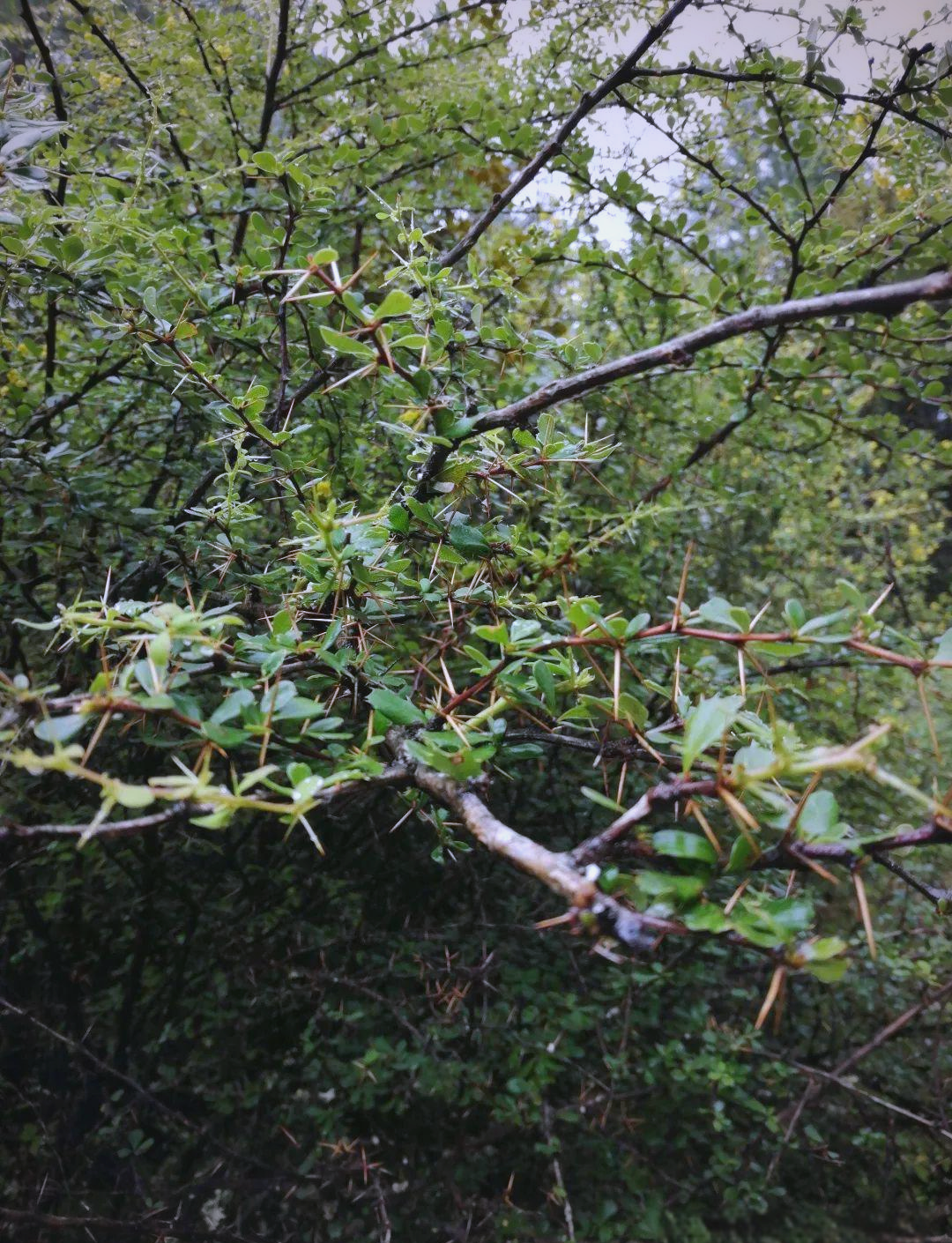 三棵针草:治疗跌打损伤的良药