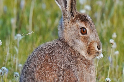 神奇物种——灰尾兔