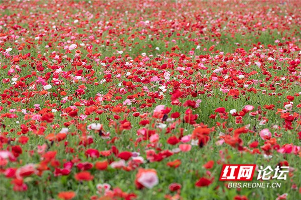 常德花海图片