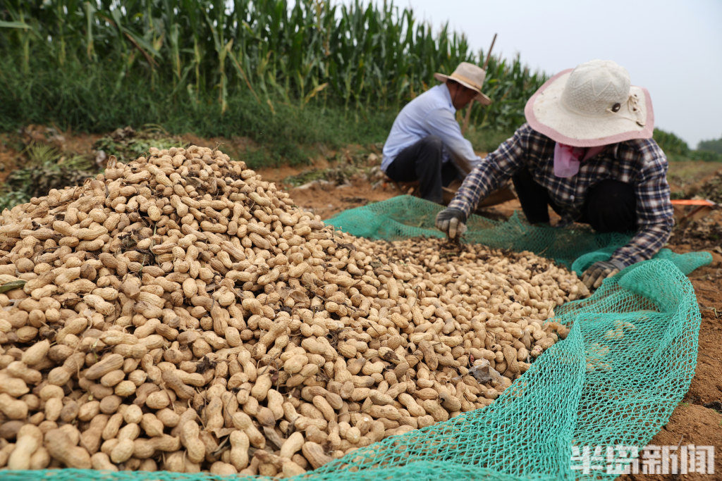 花生丰收
