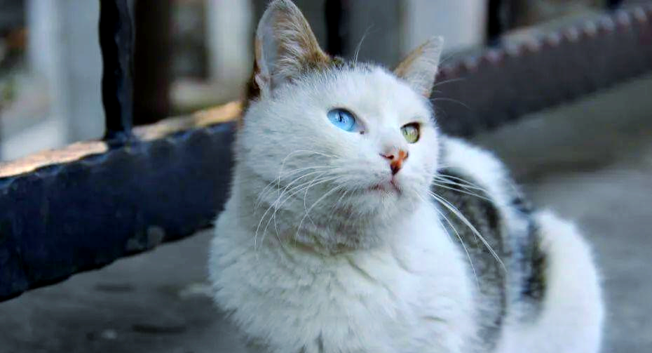 土耳其梵猫:优雅与力量的完美结合