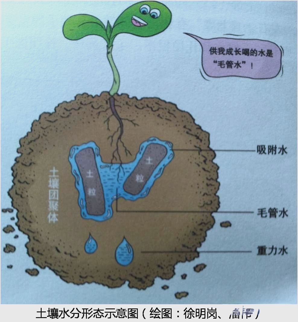 土壤水分的不同类型与植物生长的关系