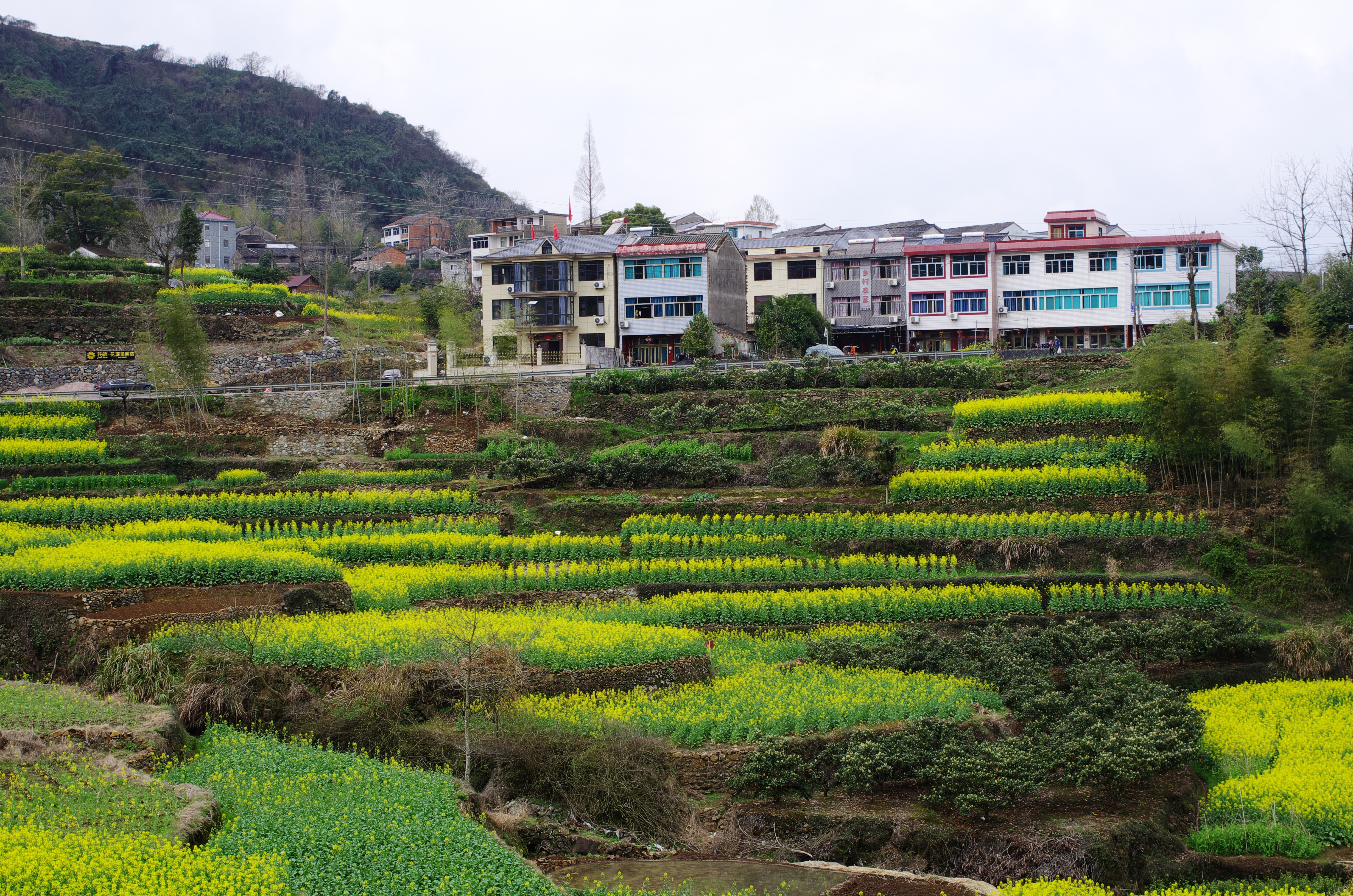 宁海桑洲油菜花图片