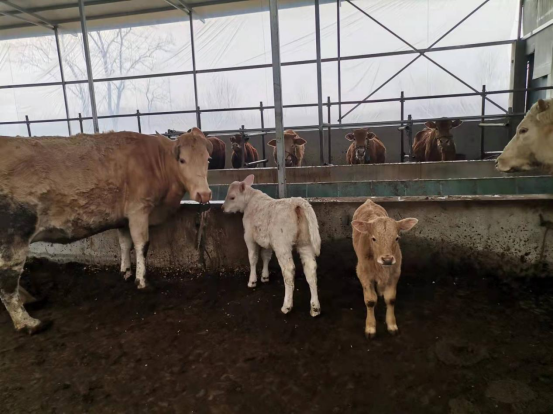 新年第一天冻配牛又生双胞胎