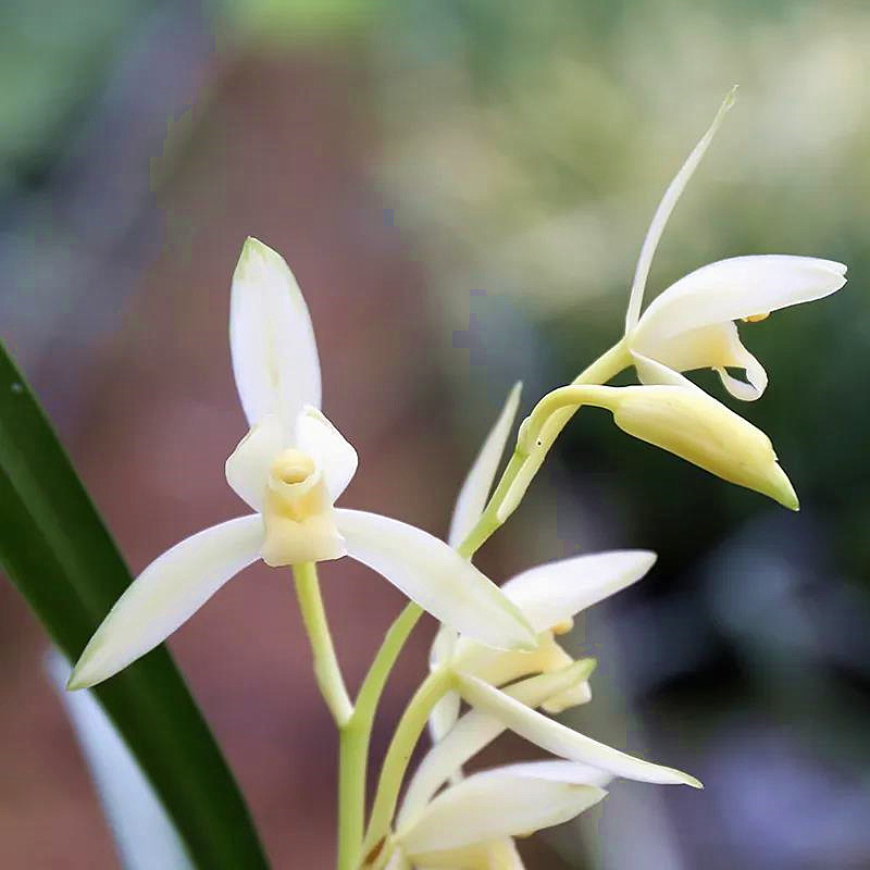 我国少有的"雪中兰花",曾火遍大江南北,现物美价廉,你家有吗