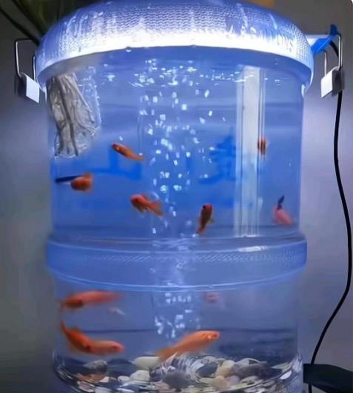 纯净水桶改造鱼缸图片