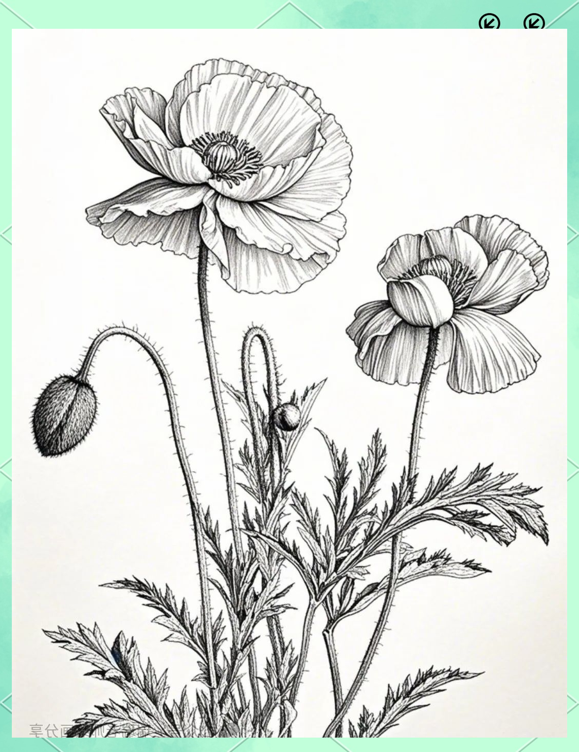 探索花卉线稿的奥秘:虞美人的铅笔与勾线笔绘画技巧