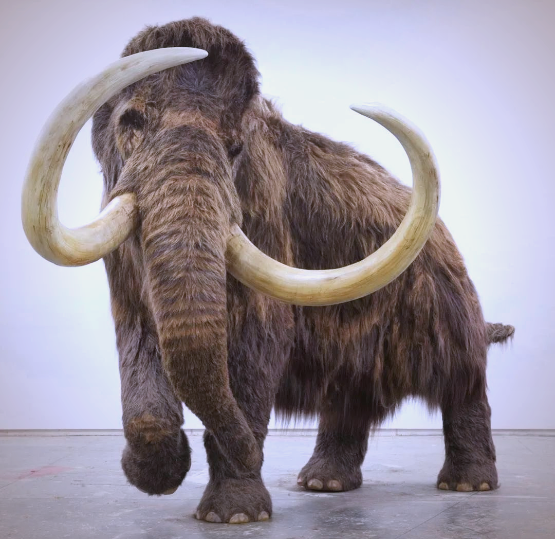 猛犸象与非洲象的区别及原因解析